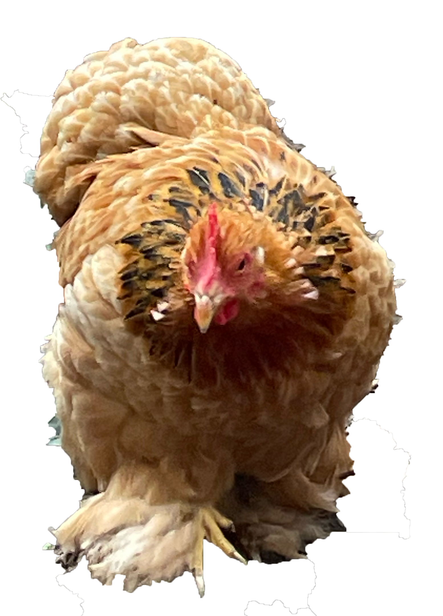 Png picture of a small brown chicken. The background is pink with motion blurred heart emojis.